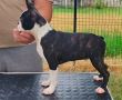 Boston terrier musko stene