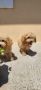 Maltipoo-Bipooo