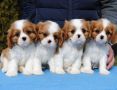 Dostupni štenci Cavalier King Charles sp