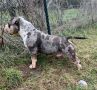 American bully pocket mužjak i ženka na