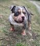 American bully pocket mužjak i ženka na