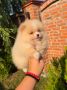 Teddy bear pomeranci, dve sestre