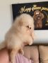 Teddy bear pomeranci, dve sestre