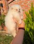 Teddy bear pomeranci, dve sestre