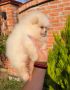 Teddy bear pomeranci, dve sestre