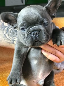 Egzoticni Francuski Buldog stenci