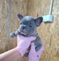 Egzoticni Francuski Buldog stenci