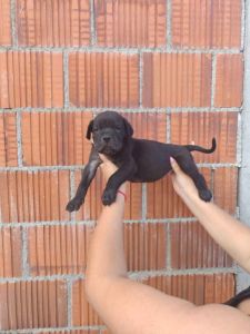 Na prodaju stenad Cane Corso,