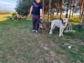 Na prodaju stenad Cane Corso, 