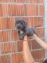 Na prodaju stenad Cane Corso, 