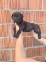 Na prodaju stenad Cane Corso,