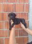 Na prodaju stenad Cane Corso, 