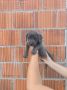 Na prodaju stenad Cane Corso,