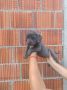 Na prodaju stenad Cane Corso, 