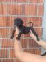 Na prodaju stenad Cane Corso, 