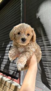 Maltipoo stenci