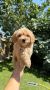 Maltipoo stenci