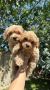Maltipoo stenci