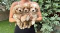 Maltipoo stenci