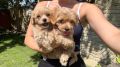 Maltipoo stenci