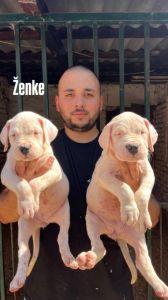 Dogo Argentino štenci