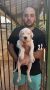 Dogo Argentino štenci