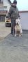 Dogo Argentino štenci