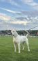 Dogo Argentino štenci