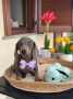 Patuljasti jazavicar egzoticne boje sten