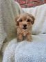 Maltipoo stenci spremni su za preuzimanj