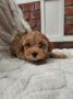 Maltipoo stenci spremni su za preuzimanj