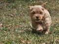 Maltipoo stenci spremni su za preuzimanj