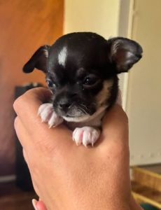 Čivava štene prelepa Civava Chihuahua