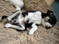 Čivava štene prelepa Civava Chihuahua