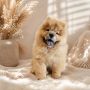 Predivan Chow Chow mužjak, star 3 meseca