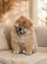 Predivan Chow Chow mužjak, star 3 meseca