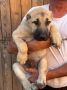 Kangal stenci