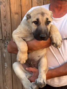 Kangal stenci
