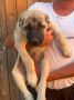 Kangal stenci