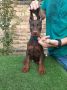 Doberman štenci