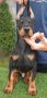 Doberman štenci