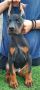 Doberman štenci