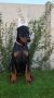 Doberman ženka