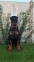 Doberman ženka