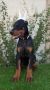 Doberman ženka