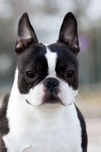 Boston terrier mužjak slobodan za parenj