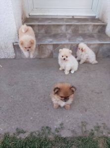 Na prodaju pomeraci, 
