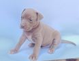 Pit bull štenci