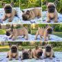 Francuski buldog