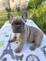 Francuski buldog